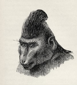 Cynopithecus niger sakin bir durumda, Charles Darwin